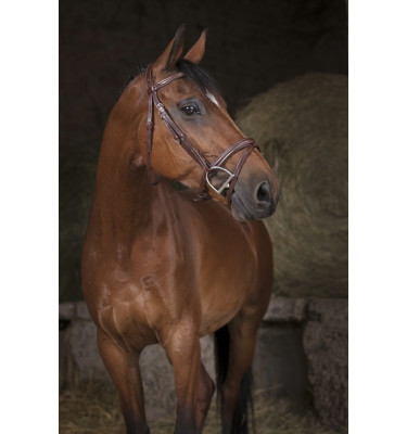 Ogłowie NORTON PRO COMBINE brązowe cob