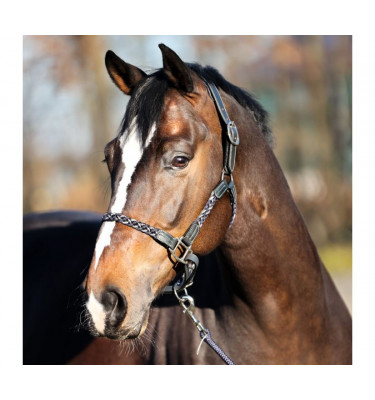 Kantar skórzany Tessa czerwony cob