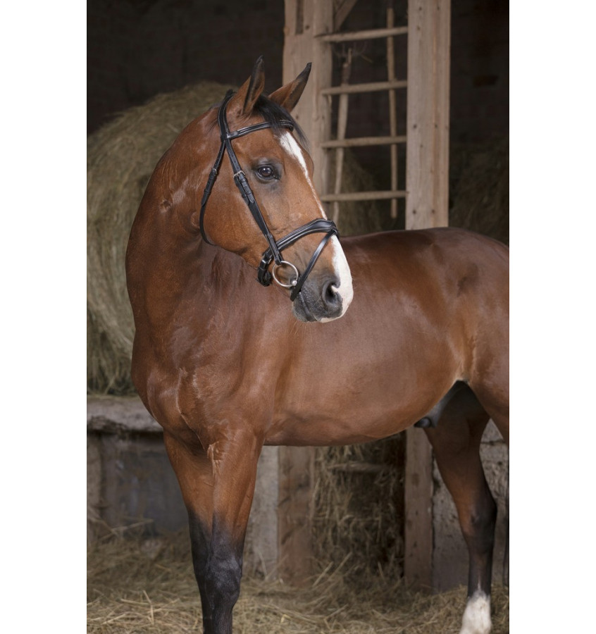 Ogłowie Norton Vague brąz cob