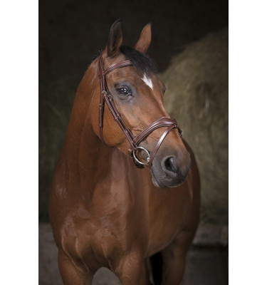 Ogłowie Norton Vague brąz cob