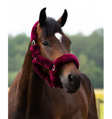 Kantar Alaska błękit cob