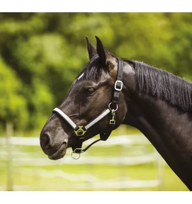 Kantar Paillette z brokatem cob