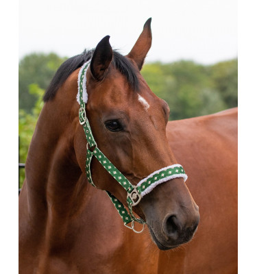 Kantar Christmas Elf cob