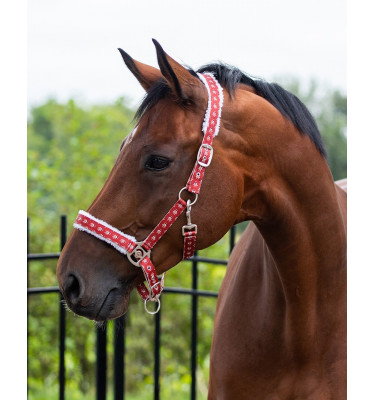 Kantar Christmas Elf cob