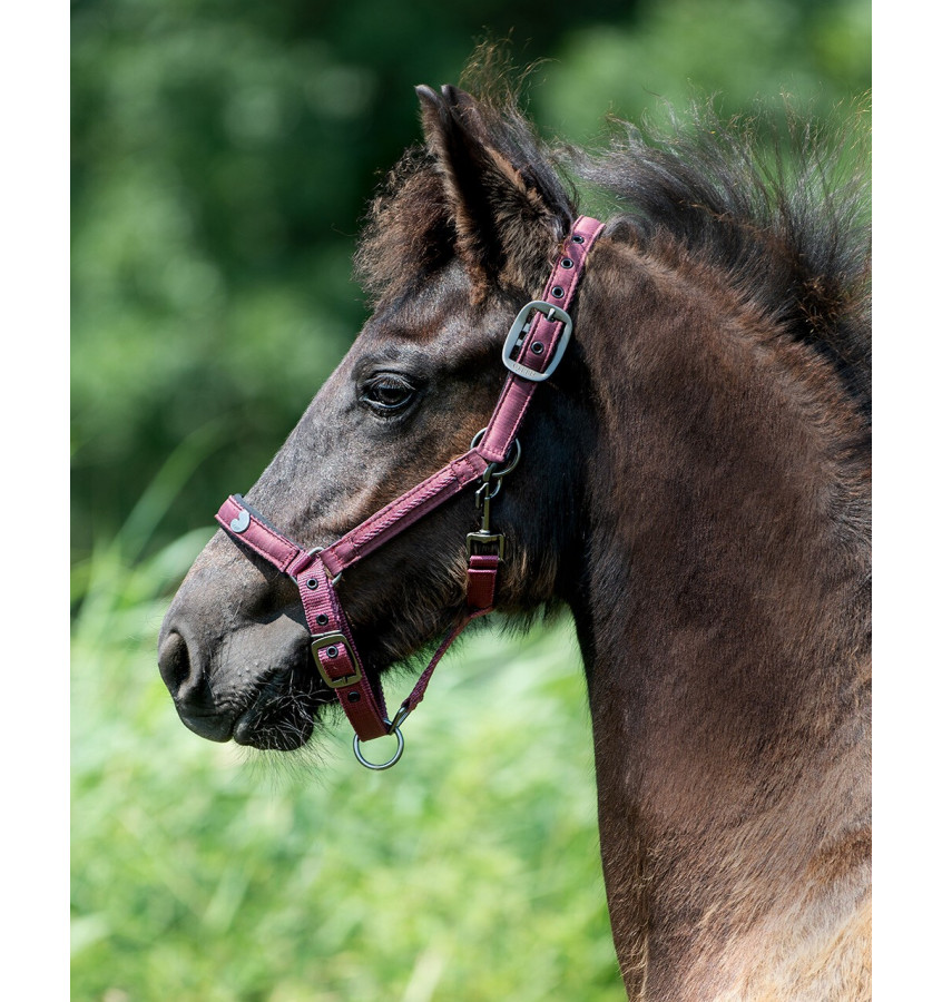 Kantar źrebięcy Lily bordowy full