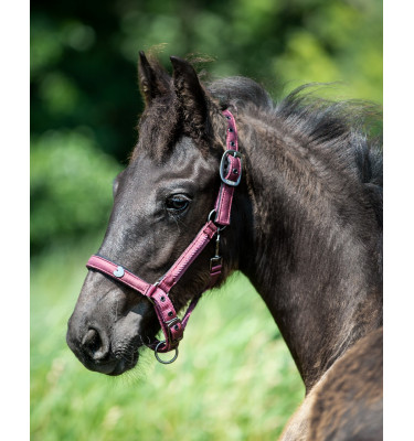 Kantar źrebięcy Lily bordowy full