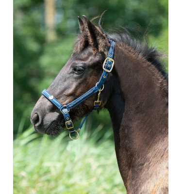 Kantar źrebięcy Lily bordowy full