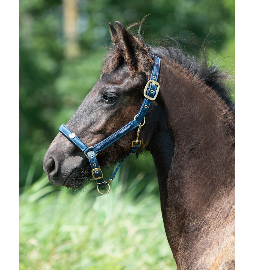 Kantar źrebięcy Lily bordowy full