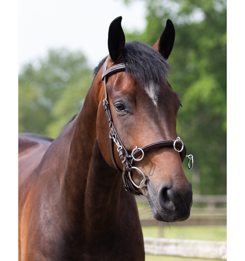 Skórzany kawecan QHP czarny cob