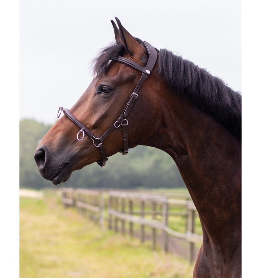 Skórzany kawecan QHP czarny cob