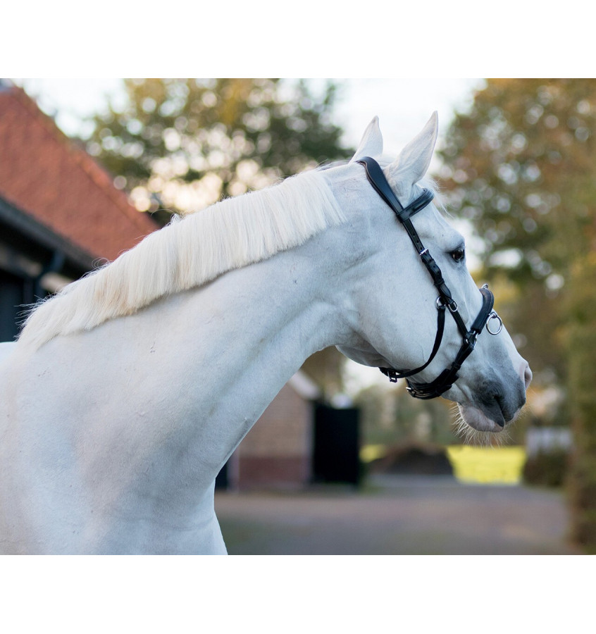 Skórzany kawecan QHP czarny cob