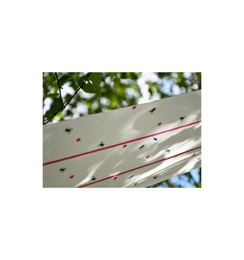 Lep na muchy w rolce Eco 25cm x 10m