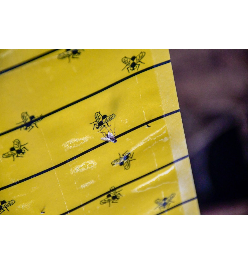 Lep na muchy w rolce 30cm x 7m