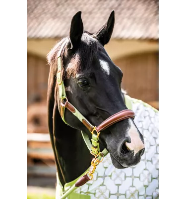 Kantar Edinburgh koniak cob