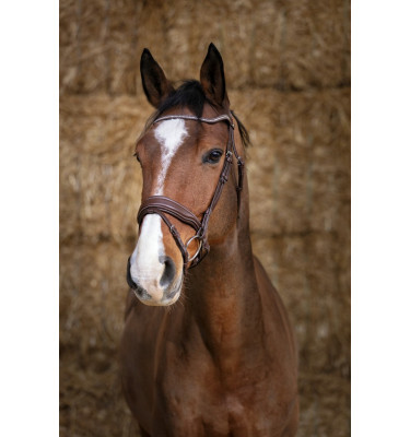 Ogłowie dla konia Miss brąz cob