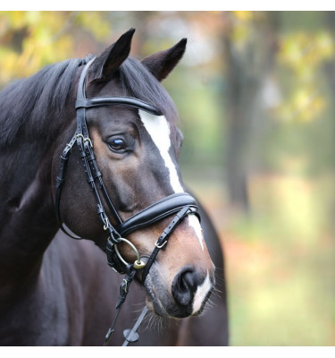 Ogłowie olejowane Proline Astrid brąz cob