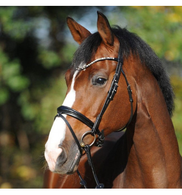 Ogłowie dla konia Reyna KavalSH4 cob