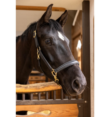 Kantar skórzany dla konia Gold cob
