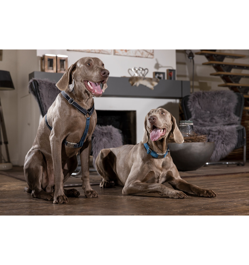 Szelki guard dla psa Anam Cara Basic czarny L