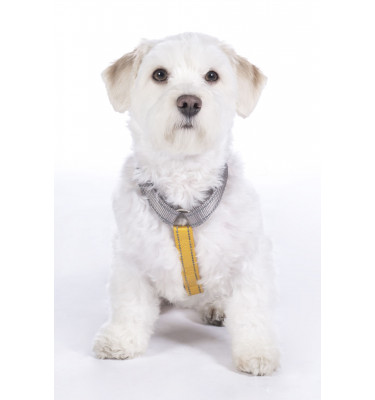 Szelki guard dla psa Anam Cara Basic czarny L