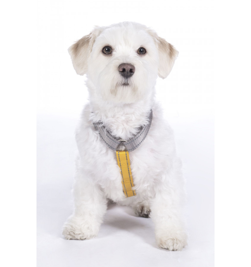 Szelki guard dla psa Anam Cara Basic czarny L