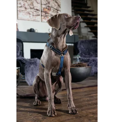 Szelki guard dla psa Anam Cara Basic czarny L