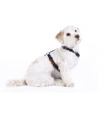 Szelki guard dla psa Anam Cara Basic czarny L