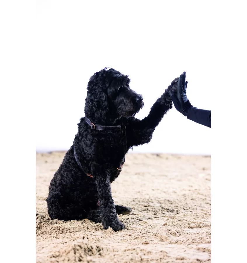 Szelki guard dla psa Anam Cara Basic czarny L