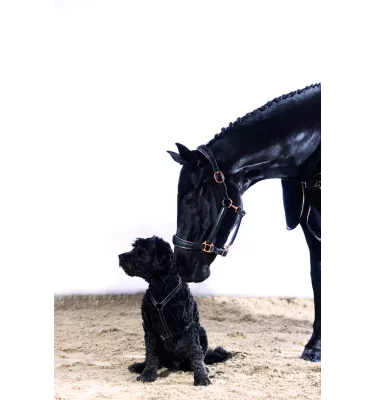 Szelki guard dla psa Anam Cara Basic czarny L