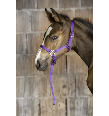 Kantar dla źrebaka z krótkim uwiązem czarny