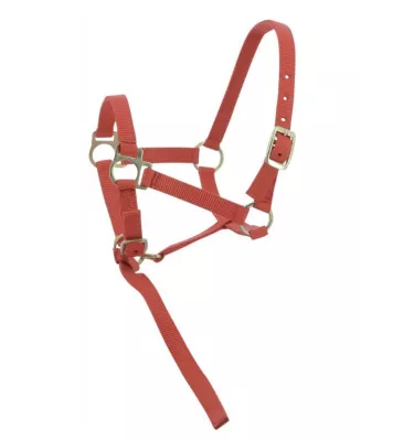 Kantar dla źrebaka z krótkim uwiązem czarny