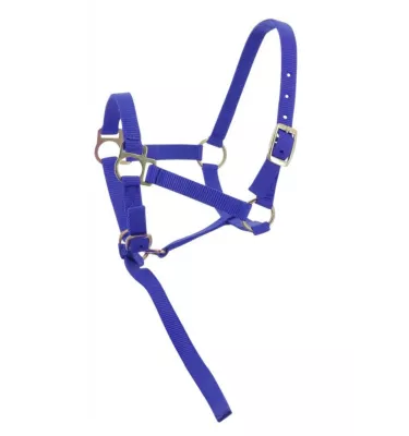 Kantar dla źrebaka z krótkim uwiązem czarny