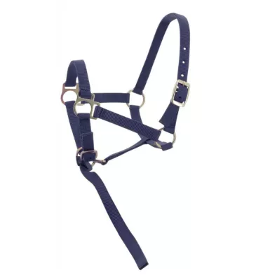 Kantar dla źrebaka z krótkim uwiązem czarny