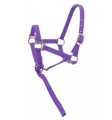 Kantar dla źrebaka z krótkim uwiązem czarny