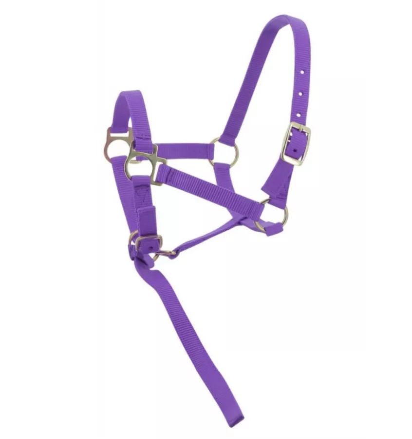 Kantar dla źrebaka z krótkim uwiązem czarny