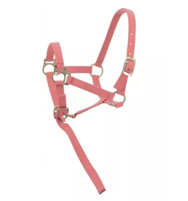 Kantar dla źrebaka z krótkim uwiązem czarny