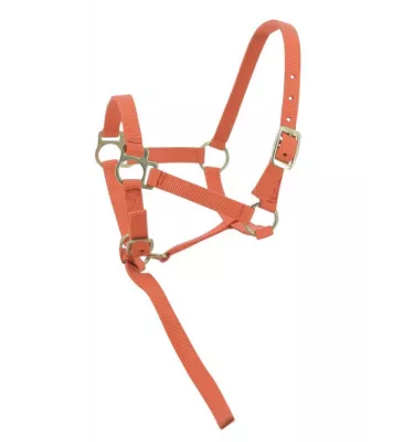 Kantar dla źrebaka z krótkim uwiązem czarny