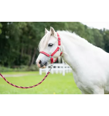 Kantar dla kucyka Aymee mini shetty