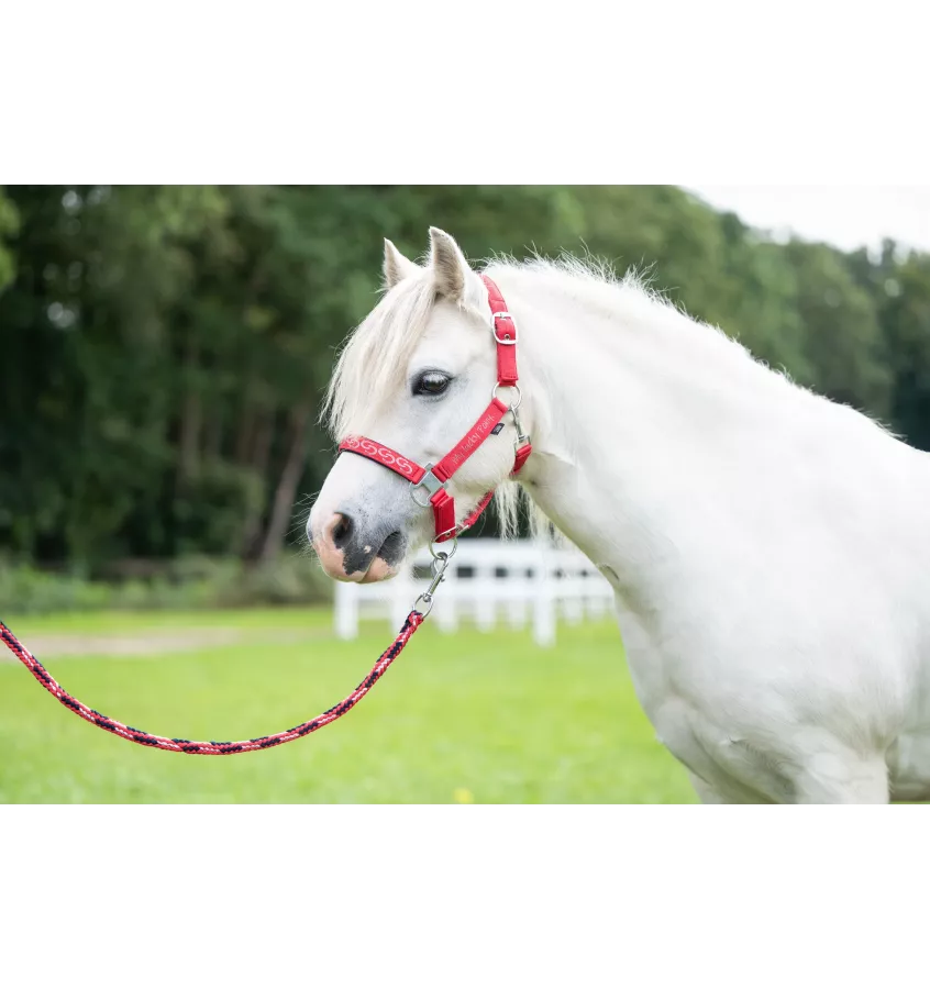 Kantar dla kucyka Aymee mini shetty