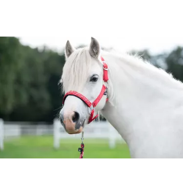 Kantar dla kucyka Aymee mini shetty