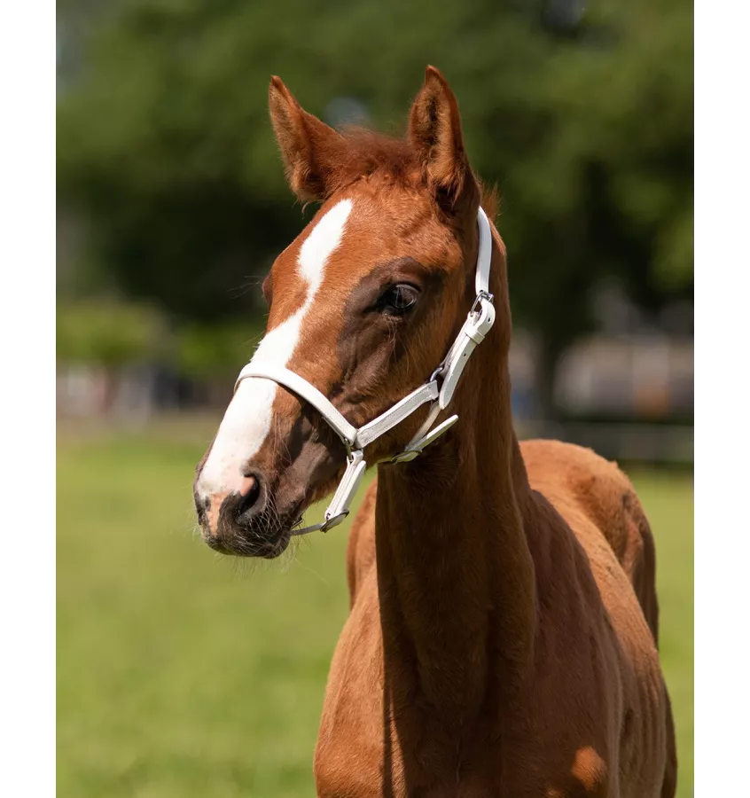 Kantar skórzany dla źrebaka Chico biały full