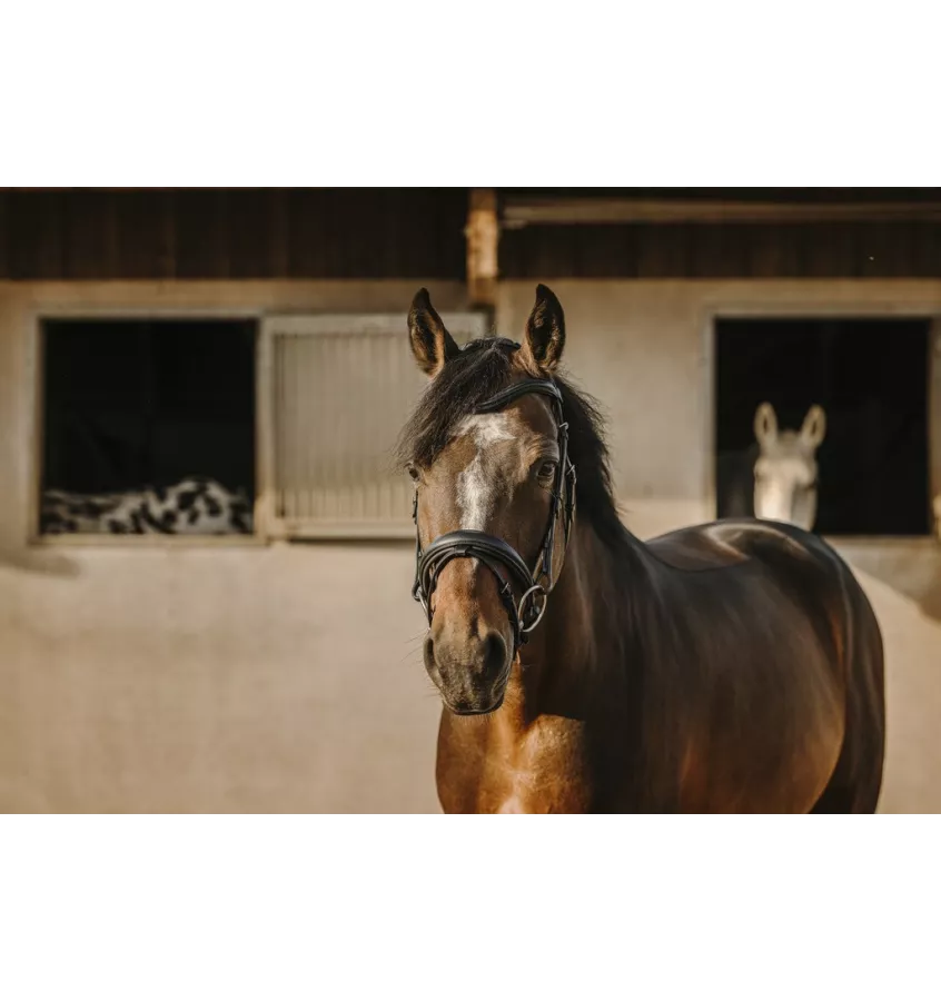 Ogłowia dla konia Eric Thomas Bat cob