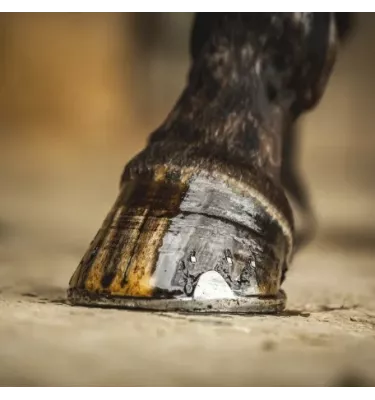 Olej do kopyt Carr & Day & Martin