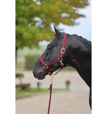 Kantar dla konia Classy bordo cob