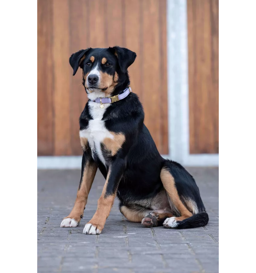 Obroża dla psa Ida Nylon