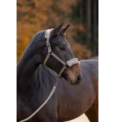 Kantar Covalliero zima 2024 granat cob