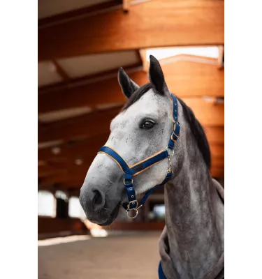 Kantar dla konia Delemont nieb cob