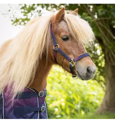 Kantar z uwiązem dla kucyka Jaily Ombre pony