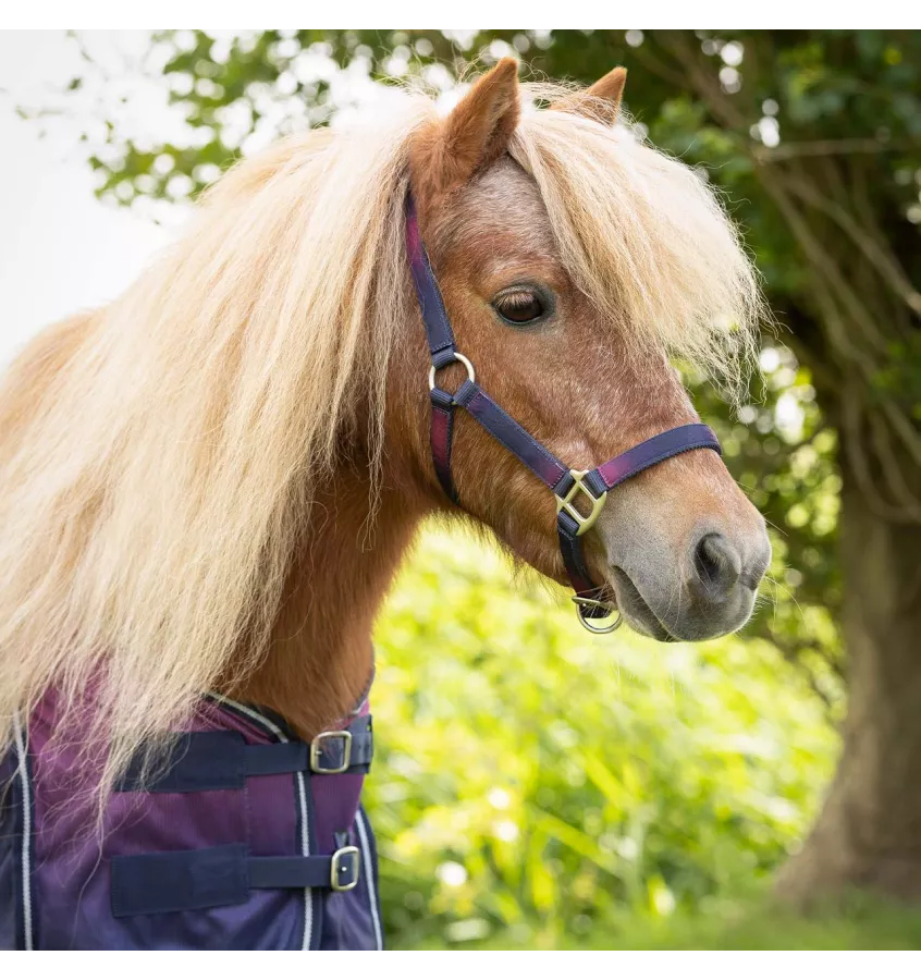 Kantar z uwiązem dla kucyka Jaily Ombre pony