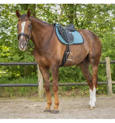 Czaprak wszechstronny Micah